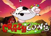 Crazy Cows