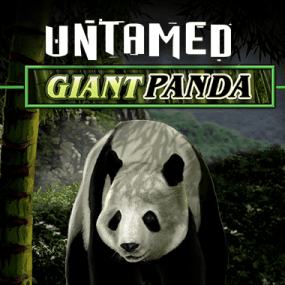 Untamed Giant Panda