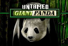 Untamed Giant Panda